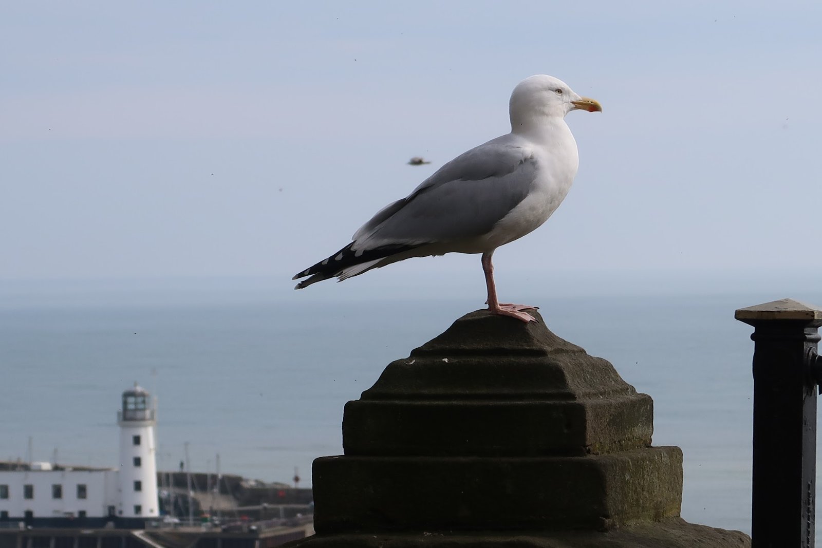 Living in Whitby, 18 months on
